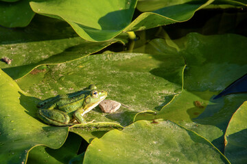Grenouille dans nénuphar 7
