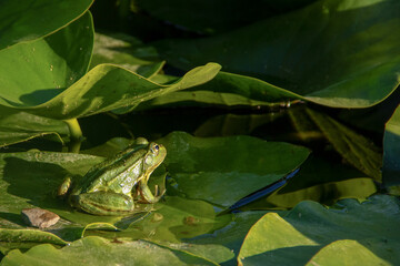 Grenouille dans nénuphar 1