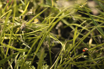 Araignée dans hautes herbes 4