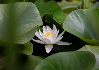 Fleur de lotus entouré de nénufar 1