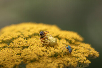 Abeille attaqué sur fleur jaune 2