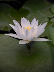 Fleur de lotus entour&eacute; de n&eacute;nufar 