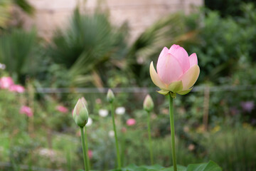 Fleur de lotus entour&eacute; de n&eacute;nufar 2