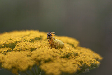 Abeille attaqu&eacute; sur fleur jaune 1