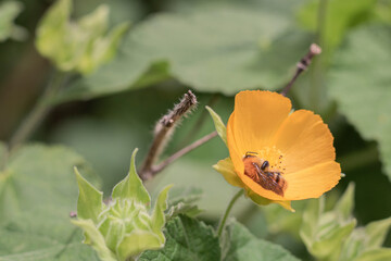 Abeille qui butine une fleur jaune