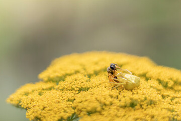 Abeille attaqué sur fleur jaune