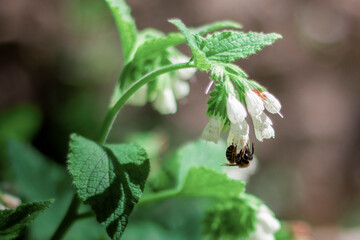 Abeille sur fleur blanche 1