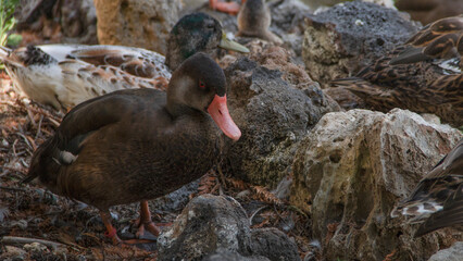 Canards sur roches 1