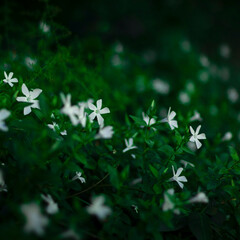 Fleur blanche entouré de végétation