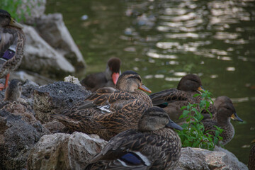 Canards sur roches