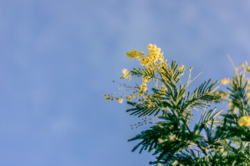 Mimosa en fleur 4