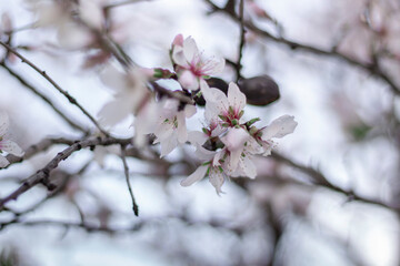 Fleurs de amandier 5