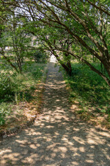 Chemin dans la foret 