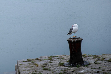 Mouette sur pilier au bord de l'eau