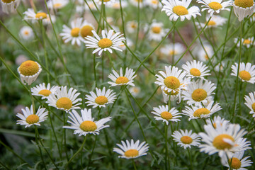 Champ de pâquerette 