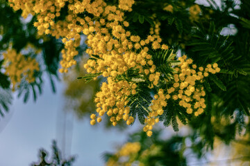 Mimosa en fleur 1