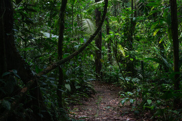Obraz premium Tropical rain forest in Costa Rica