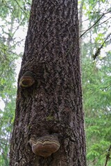  The trunk of an old tree with interesting growths in the forest.                              