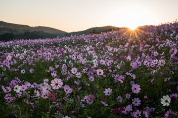 Fototapeta premium 朝日のあたるコスモス畑
