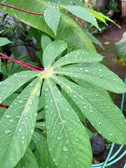 Yogyakarta Indonesia, February 2025 Green cassava leaves on a tree. Cassava leaves are very popular...