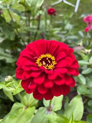 red dahlia flower