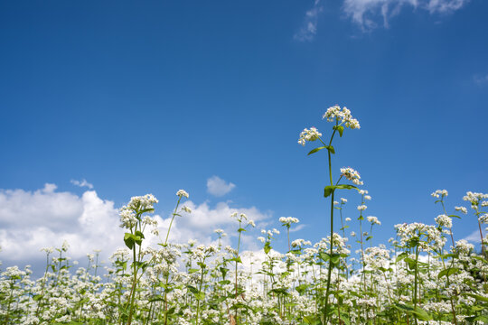青空の下のソバの花