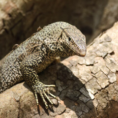 Portrait of dangerous predator Bengal monitor lizard, Varanus bengalensis.