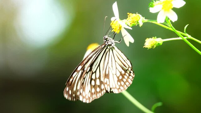 Thai butterfly in garden garden summer flower and butterfly flower butterfly flower butterfly