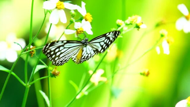 Thai butterfly in garden garden summer flower and butterfly flower butterfly flower butterfly