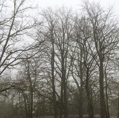 Big trees on a gloomy winter day in foggy weather without snow, cloudy sky in the background.