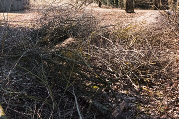 Spring garden work by thinning and pruning bushes and tree branches by cutting the thickest ones...