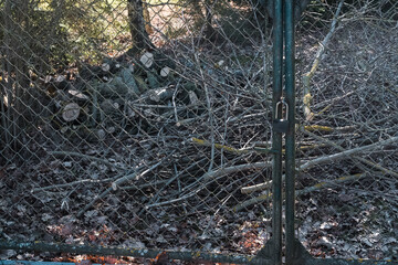 Pruned branches in spring gardening, stacked on the ground behind a locked gate with a padlock.