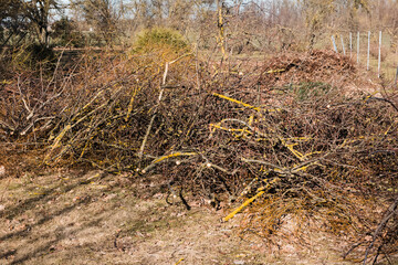 Spring garden work by thinning and pruning bushes and tree branches by cutting the thickest ones into firewood.
