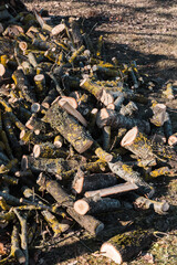 Sawn logs and branches, lying in a big pile on the ground, sunny spring day.