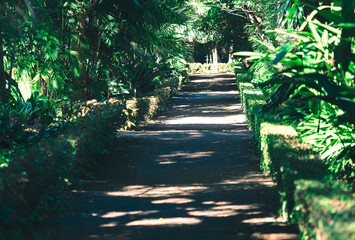 Shaded pathway surrounded by lush green vegetation, including various types of plants and trees....