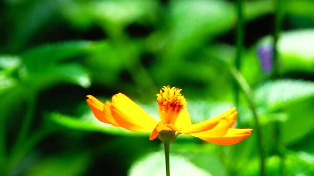 Thai butterfly in garden garden summer flower and butterfly flower butterfly flower butterfly