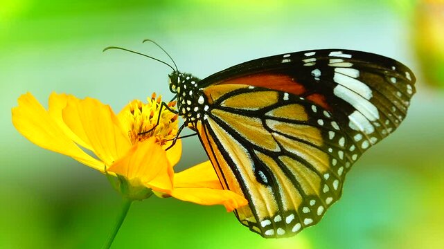 butterfly on a flower