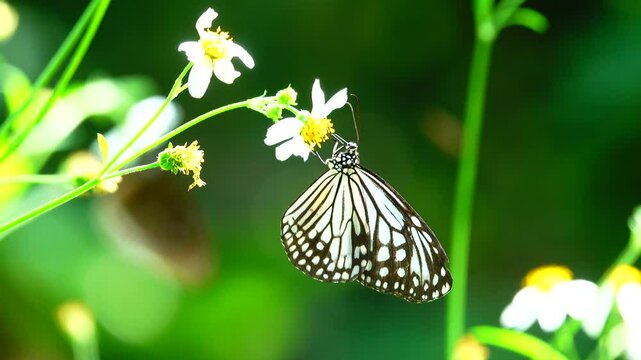 Thai butterfly in garden garden summer flower and butterfly flower butterfly flower butterfly
