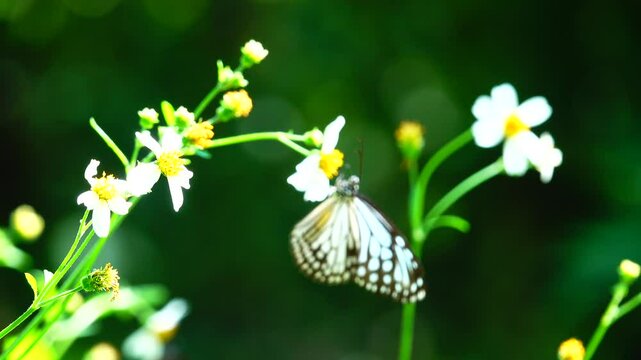 Thai butterfly in garden garden summer flower and butterfly flower butterfly flower butterfly