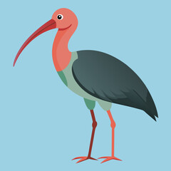 illustration of a stork bald ibis