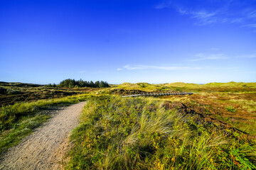 Obraz premium View of the dunes on the North Frisian island of Amrum. Landscape in the north. Nature on the North Sea island. 