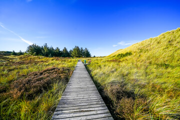 Obraz premium View of the dunes on the North Frisian island of Amrum. Landscape in the north. Nature on the North Sea island. 