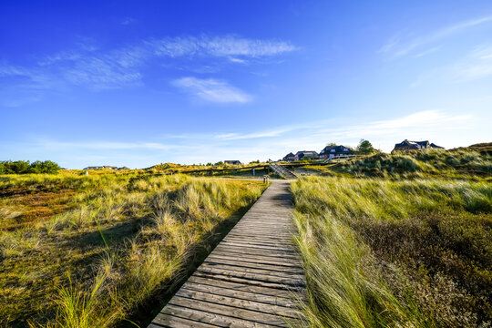 View of the dunes on the North Frisian island of Amrum. Landscape in the north. Nature on the North Sea island.
