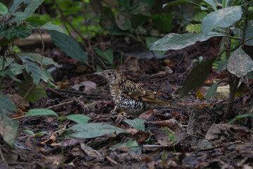 The Scaly Thrush (*Zoothera dauma*) is a medium-sized bird with striking scaly plumage, inhabiting forests across Asia. Known for its shy nature, it forages on the forest floor.