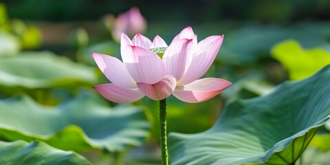 Beautiful Lotus flower and its vibrant Lotus flower plants create a serene atmosphere, showcasing the delicate beauty and significance of Lotus flowers in nature s landscape.
