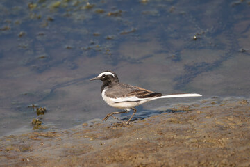 White Wagtail's reflection on water. The White Wagtail (Motacilla alba) is a slender bird with a long tail, known for its distinctive black and white plumage, often near water.