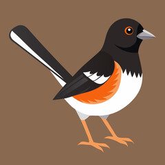 vector illustration of a bird eastern towhee