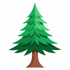 fir tree isolated on white