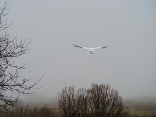 airplane in flight