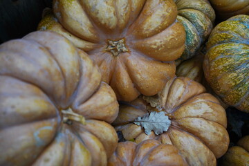Several pumpkins are stacked on top of each other on the threshold of the building. Autumn. Rainy...